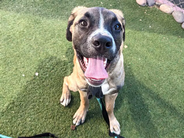 Nemo - Mastiff