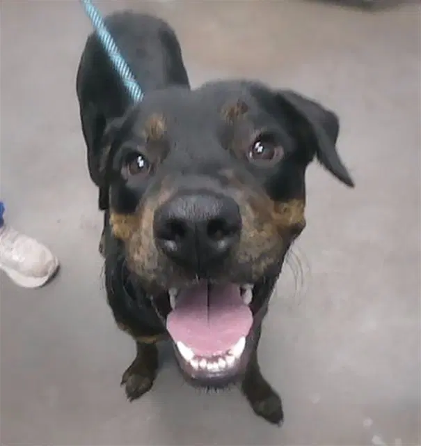 Cheesy - Rottweiler