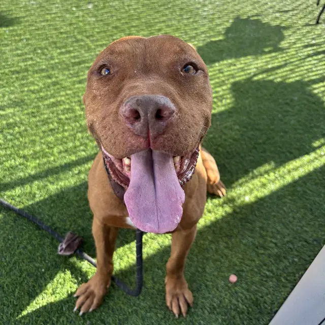 Smiley - American Pit Bull Terrier