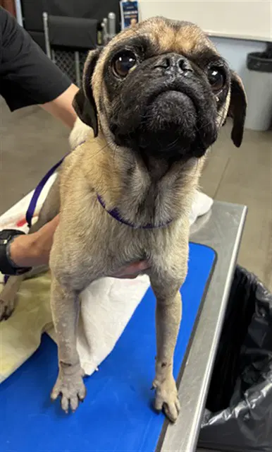Pugalug - Pug