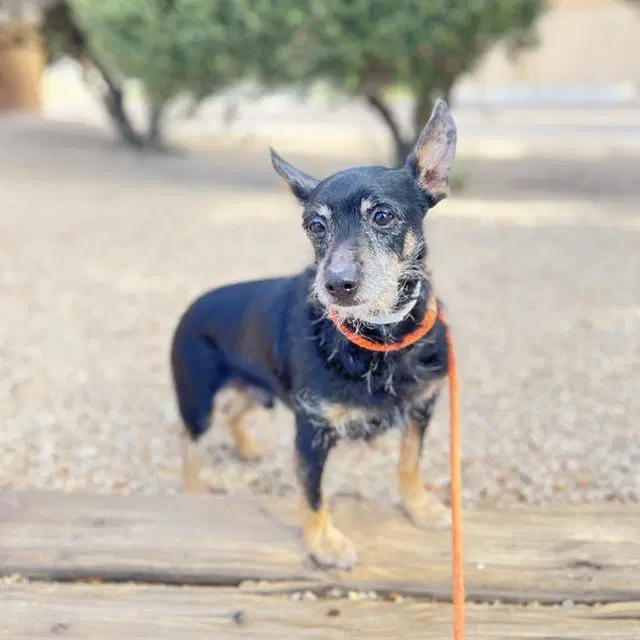 Sammy - Rat Terrier
