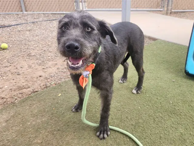 Apple - Schnauzer