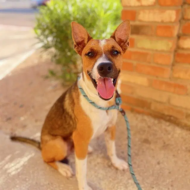 Luciano - Australian Kelpie