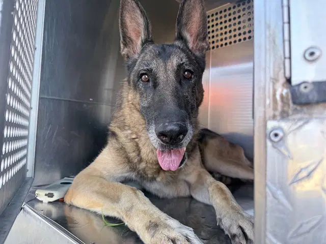 Theodore - German Shepherd Dog