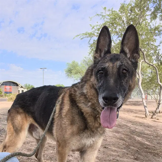 Theodore - German Shepherd Dog