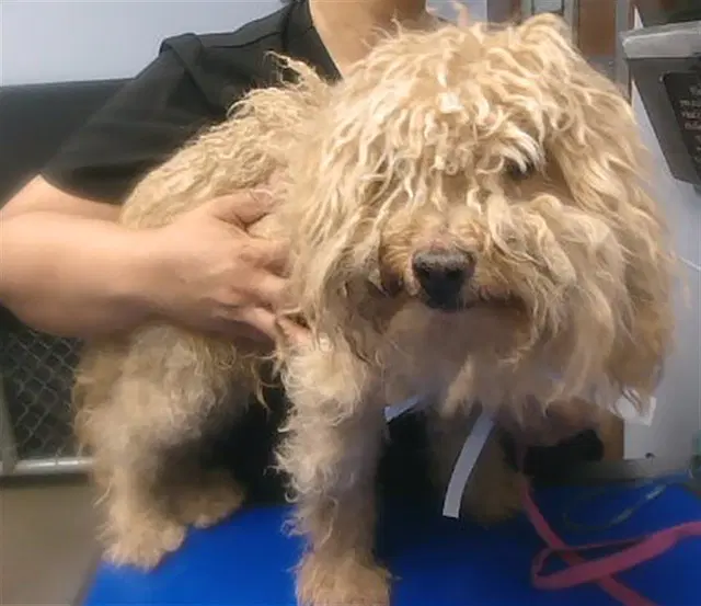 Shortbread - Poodle (Miniature)