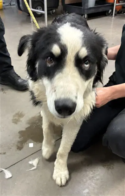 Shep - Border Collie