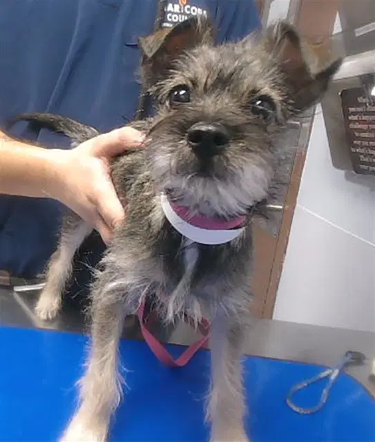 Clio - Border Terrier