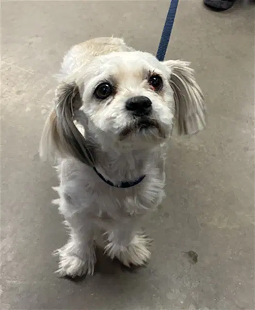 Pom Pom - Shih Tzu