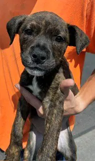 Yolanda - American Pit Bull Terrier