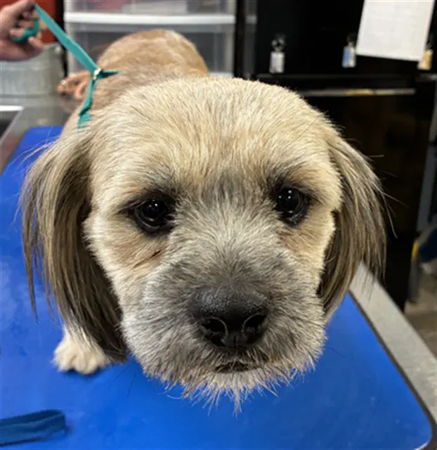 Shakespeare - Shih Tzu