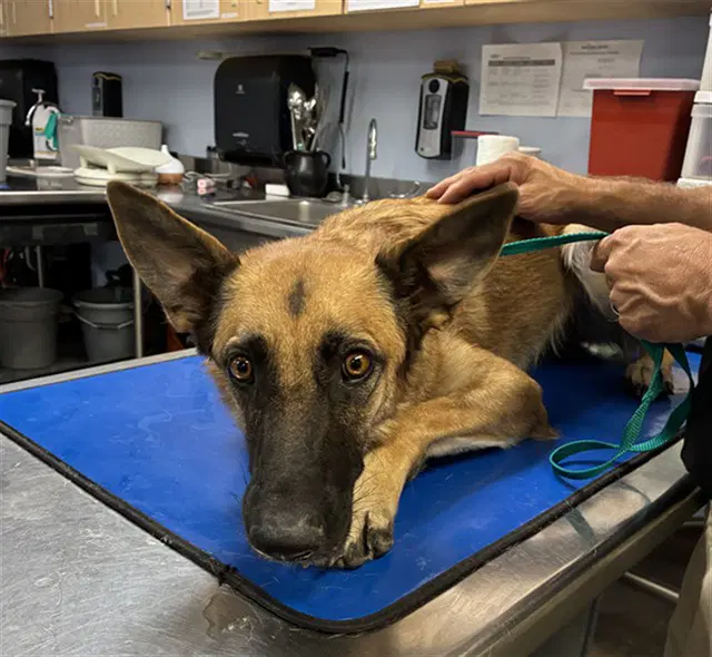 Eclipse - German Shepherd Dog
