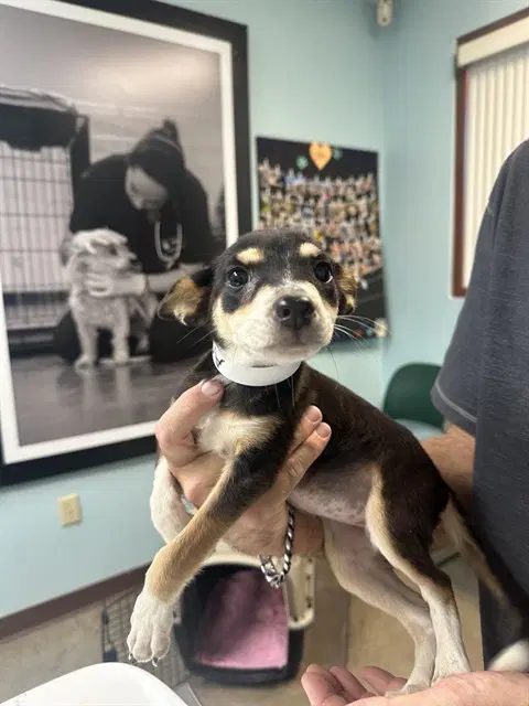 Mantis - Australian Cattle Dog/Blue Heeler