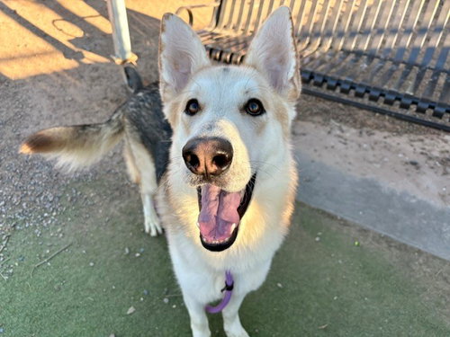 BOUNCER, a dog for adoption from Maricopa County Animal Care & Control - West Valley Animal Care Center