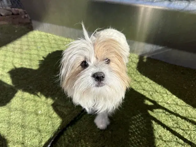 Yorick - Shih Tzu