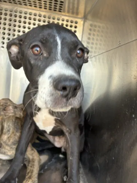 Nike - American Pit Bull Terrier