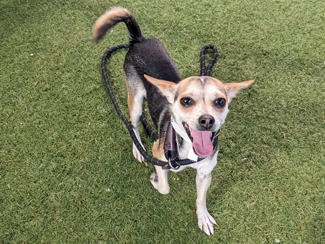 Link - Chihuahua