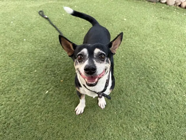 Frosty - Chihuahua