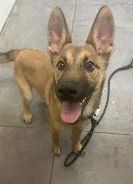 Swirly - Belgian Shepherd Malinois