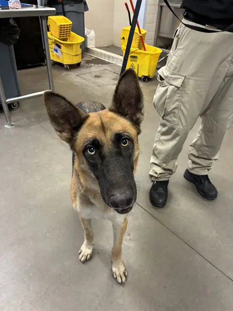 Brandy - German Shepherd Dog