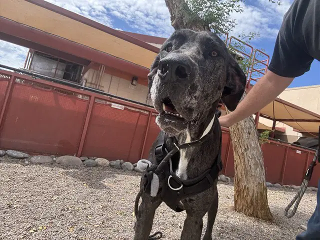 Clifford - Great Dane