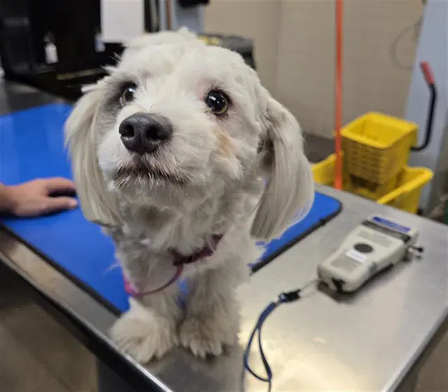 Rosie - Maltese