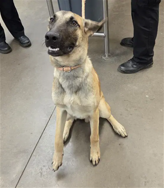 Orzo - German Shepherd Dog