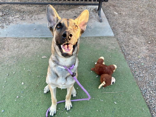 ORZO, a dog for adoption from Maricopa County Animal Care & Control - West Valley Animal Care Center