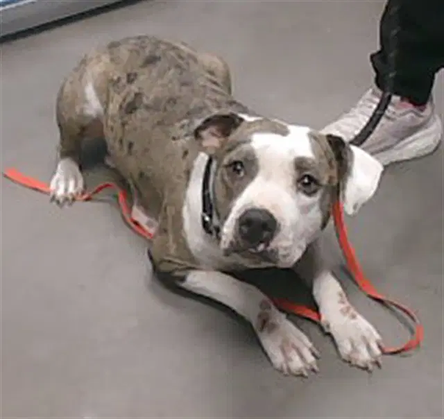 Abigail - American Pit Bull Terrier
