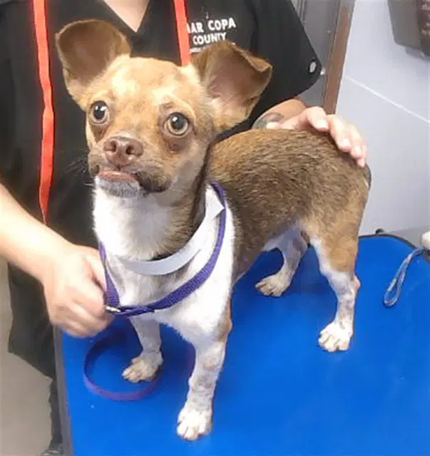 Charlie Brown - Chihuahua