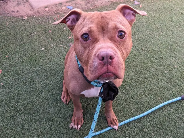 Billie - American Staffordshire Terrier