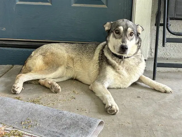 Ring - Siberian Husky