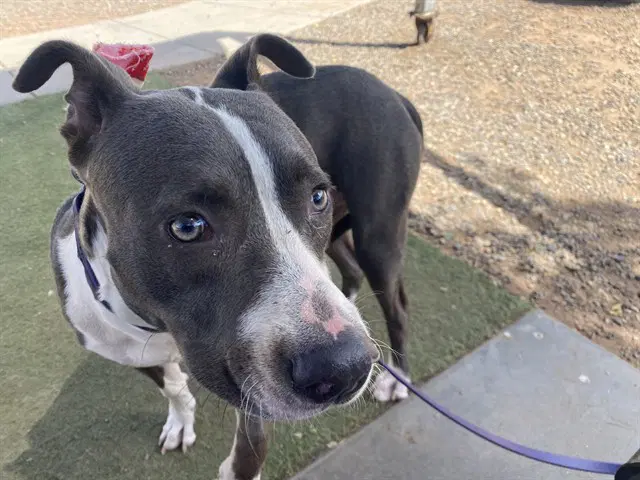 Geppetto - American Pit Bull Terrier