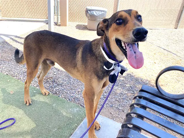 Soda Pop - Doberman Pinscher