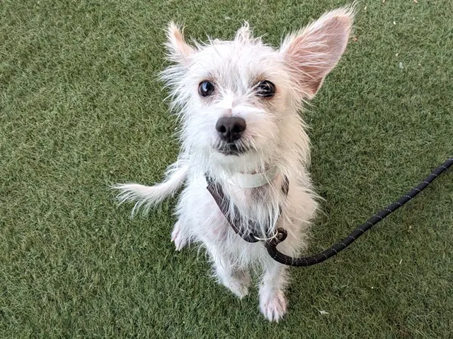 Lottie - Cairn Terrier