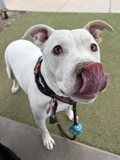 Kona - American Pit Bull Terrier