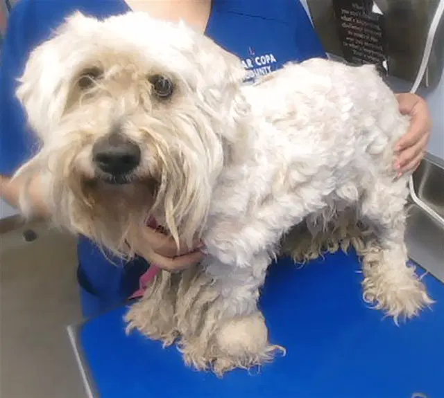 Lucky - Poodle (Miniature)