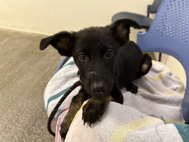 Elmo - Australian Kelpie
