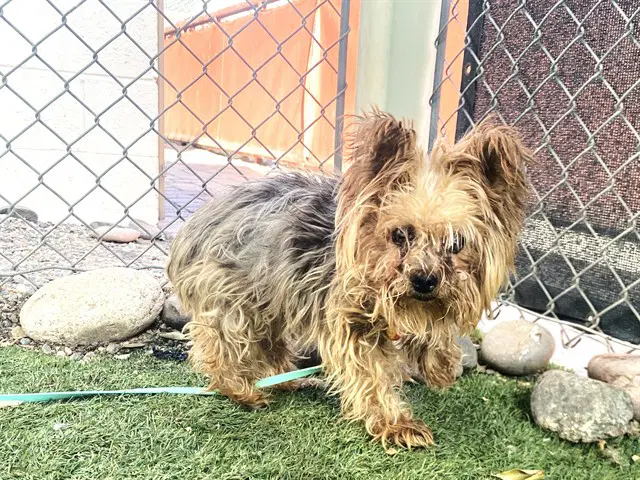 Gizmo - Yorkshire Terrier Yorkie