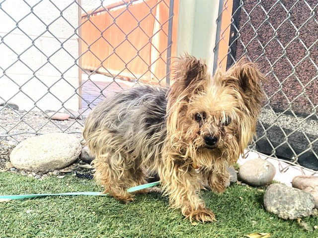 Gizmo