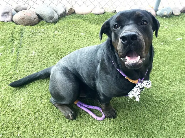 Flubber - Labrador Retriever