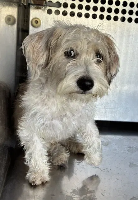 Da Wiggles - Havanese