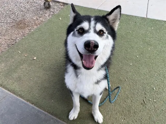 Tux - Husky