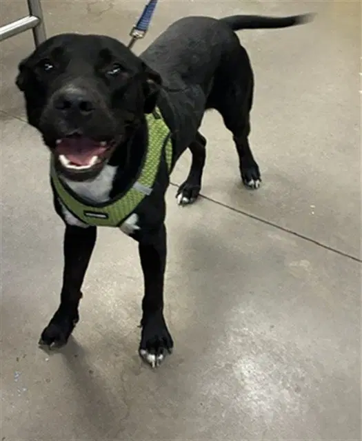 Pacman - American Pit Bull Terrier