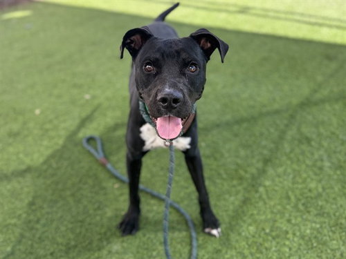 PACMAN, a dog for adoption from Maricopa County Animal Care & Control - West Valley Animal Care Center