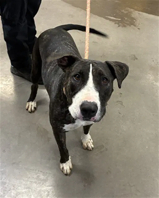 Apa - Bull Terrier