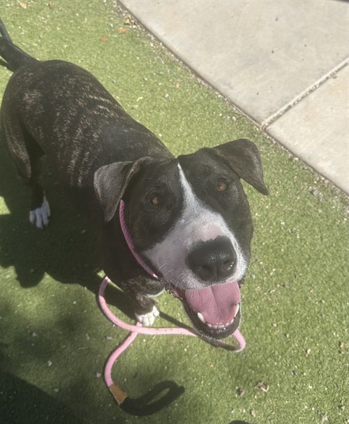 APA, a dog for adoption from Maricopa County Animal Care & Control - West Valley Animal Care Center