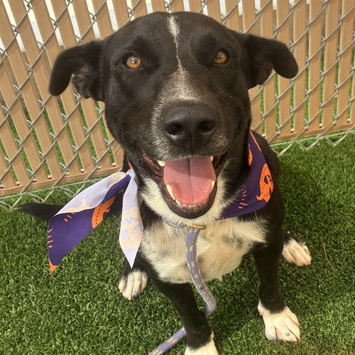 TOBEY, a dog for adoption from Maricopa County Animal Care & Control - West Valley Animal Care Center