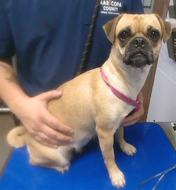 Melody - Pug