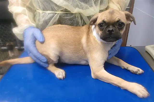 Alabama - Pug